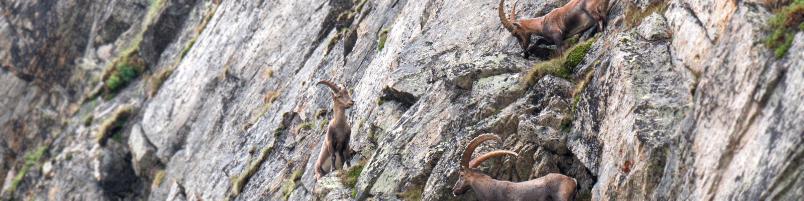 des bouquetins mènent un périlleux projet de déplacement aux flancs des montagnes